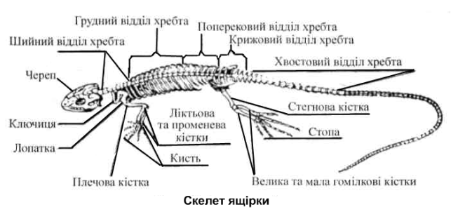 Скелет рептилій - Dovidka.biz.ua